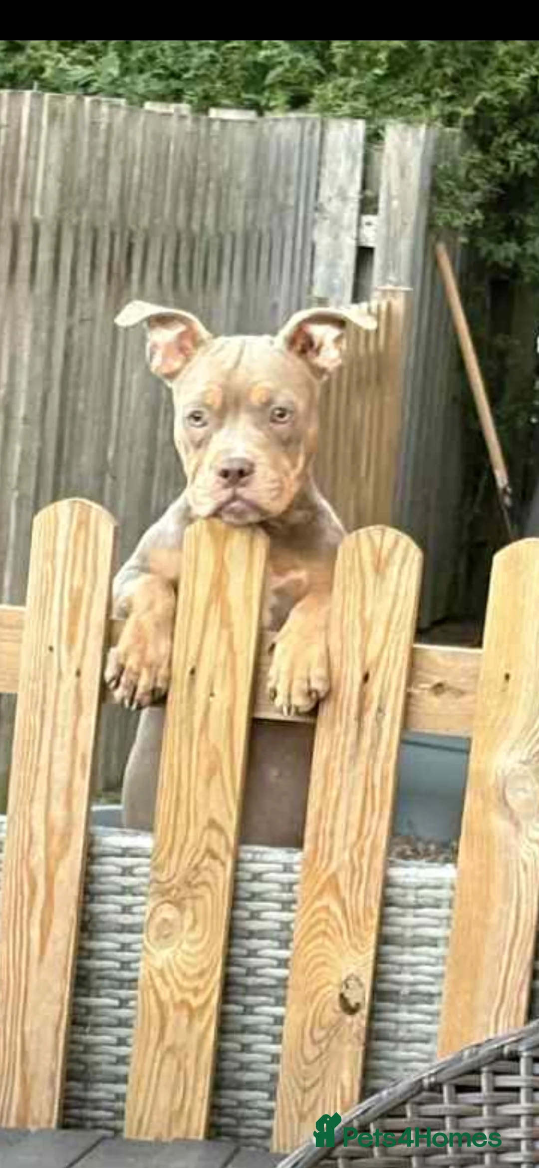 American Bulldog dogs for sale: 8 month pocket bully's  - Advert 2