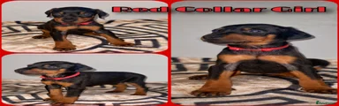 Dobermann 5