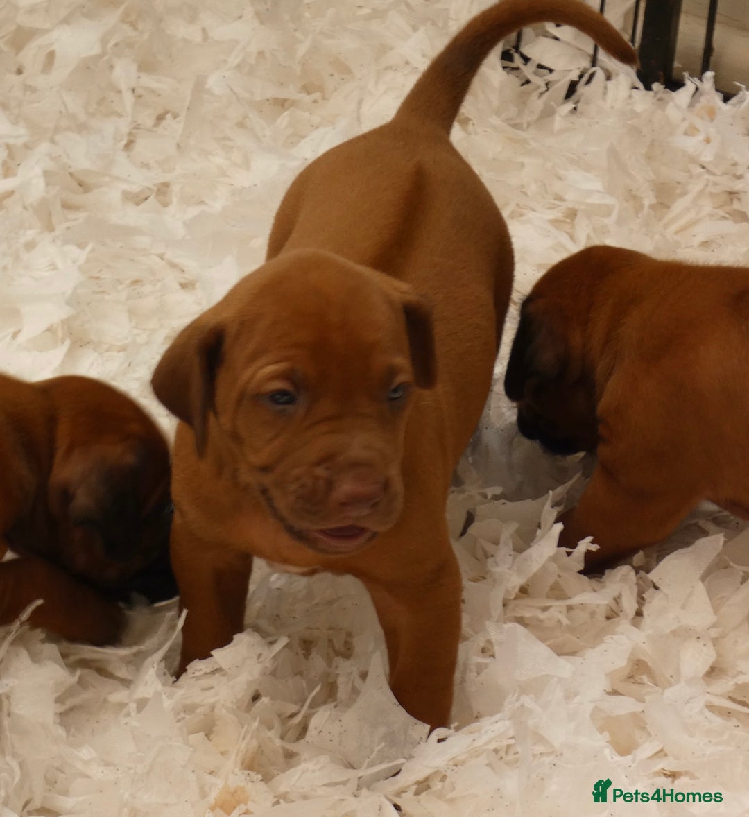 Rhodesian Ridgeback dogs for sale: Rhodesian Ridgeback Puppies KC reg - Image 11