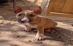 English Bull Terrier dogs for sale: Original English bull terriers  - Image 13