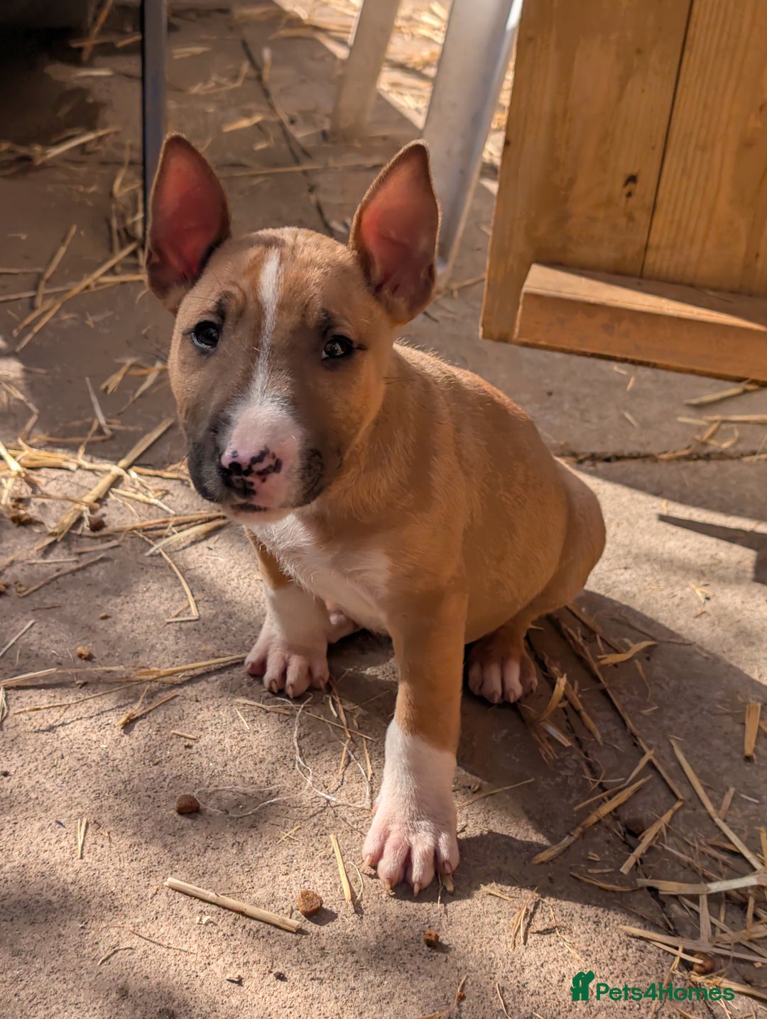 English Bull Terrier dogs for sale: Original English bull terriers  - Image 13