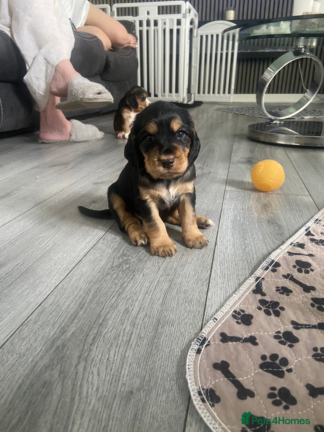 Cocker Spaniel dogs for sale: 3Beautiful show type cocker spaniels 💕♥️ 💙💕 - Image 13