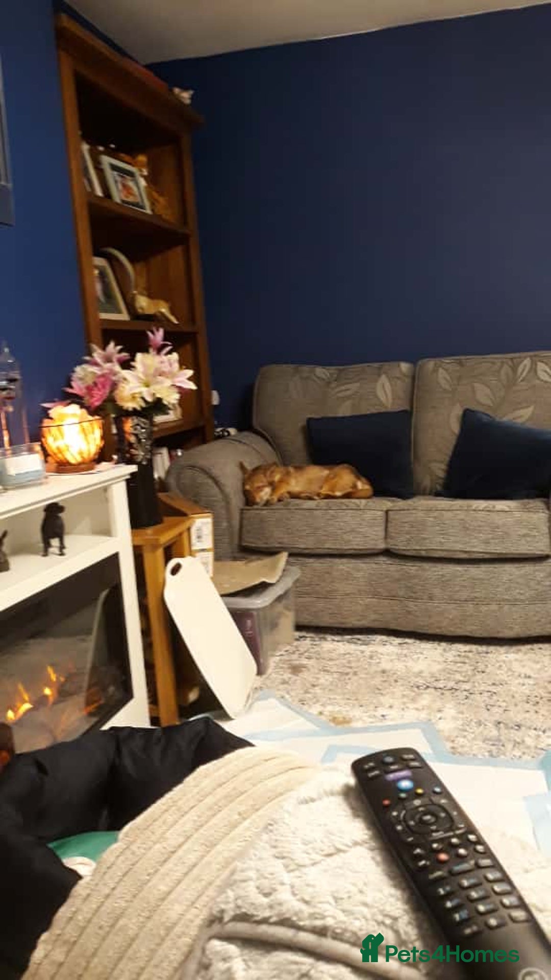 Mixed Breed dogs for adoption: FOXY - a Lovely, shy girl, for a very Loving Home - Advert 16