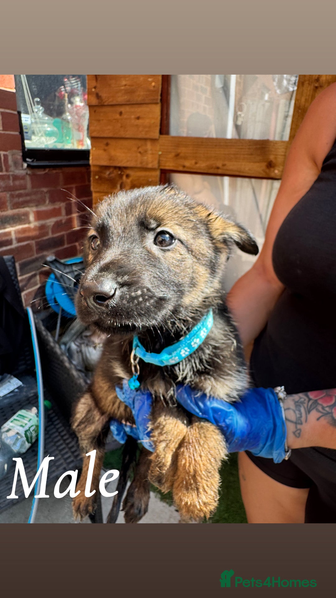 Belgian Shepherd Dog dogs for sale: Belgian Malinois - Image 9