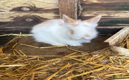 Lionhead rabbits for sale: Beautiful lion head bunnies - Image 5