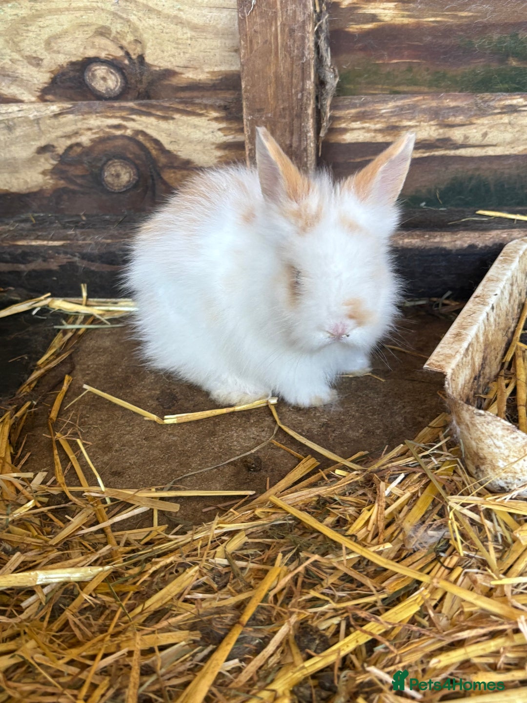 Lionhead rabbits for sale: Beautiful lion head bunnies - Image 5