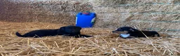 Mixed Breed dogs for sale: Border Collie X puppies  - Advert 9
