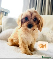 Cavapoo dogs - Advert 4