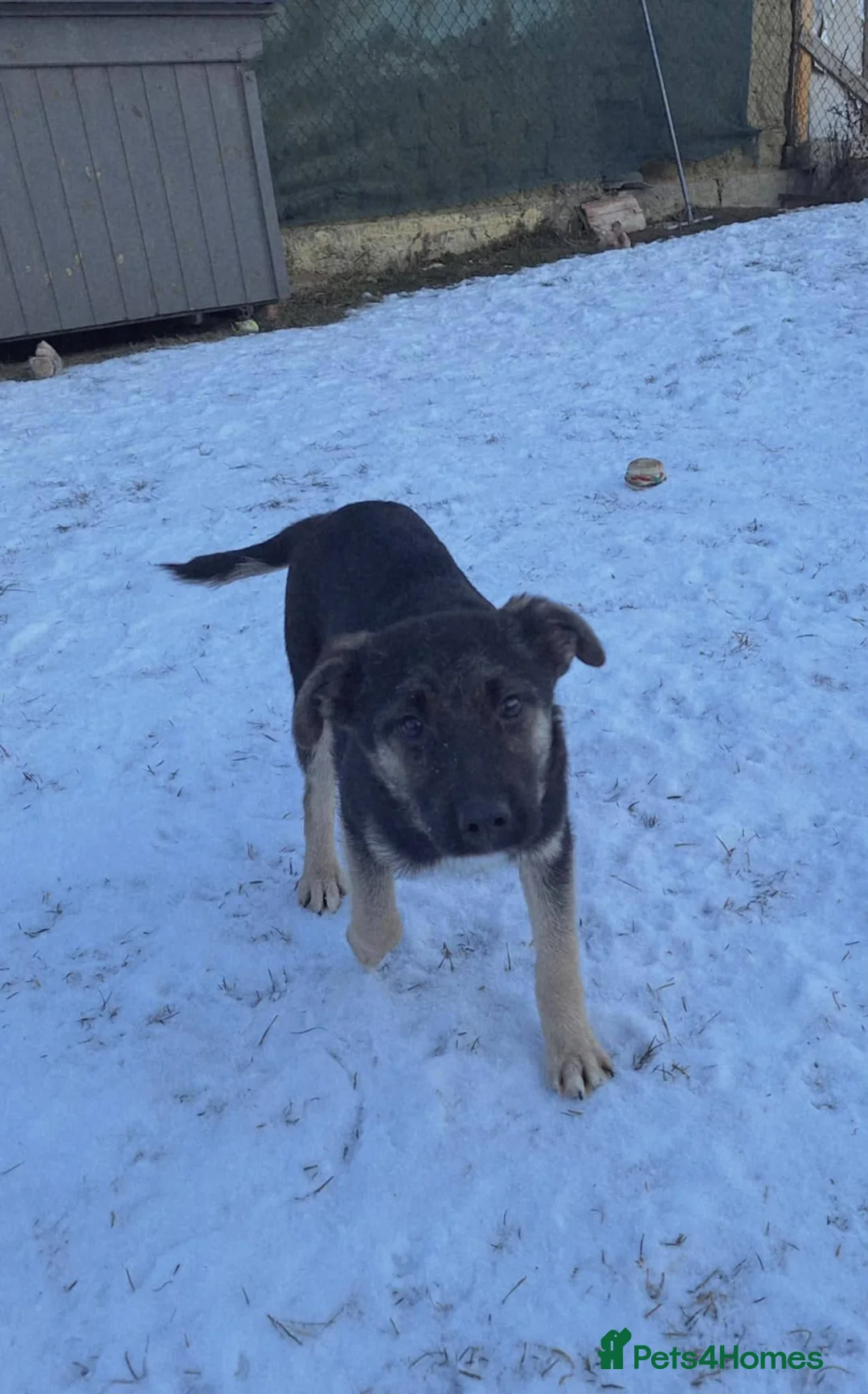 Mixed Breed dogs for adoption: Roquefort for adoption - Advert 4