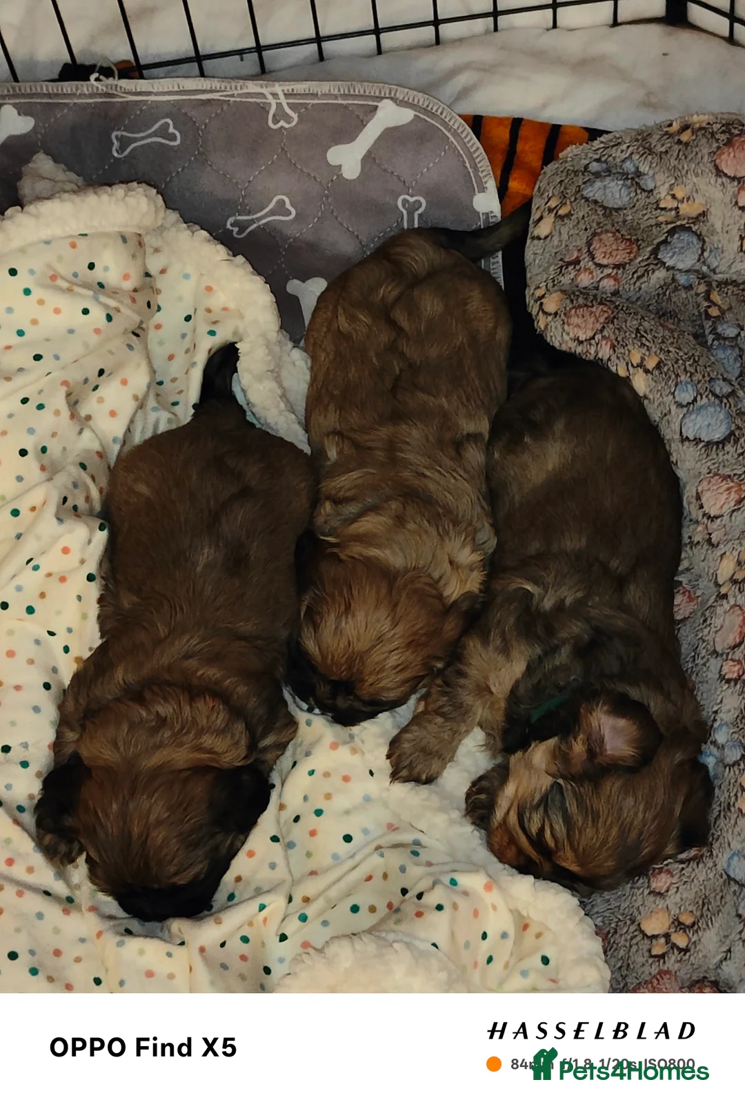 Cava Tzu dogs for sale: CAVA TZU FOR SALE - Advert 3