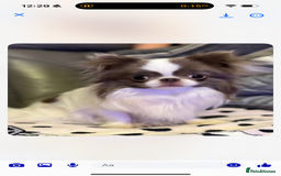 Chihuahua dogs for sale: Health tested & KC Reg Chocolate sable boy left! - Advert 15