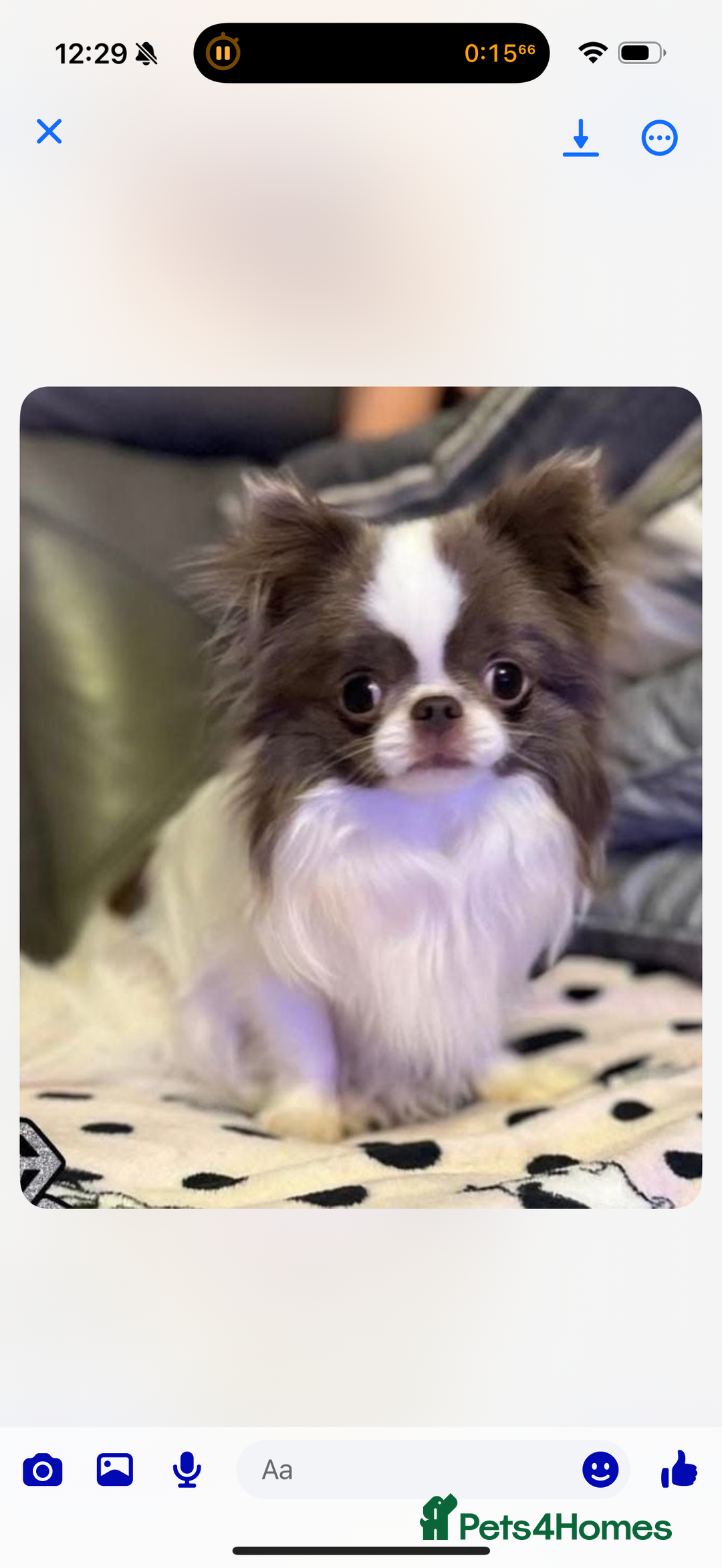 Chihuahua dogs for sale: Health tested & KC Reg Chocolate sable boy left! - Advert 15