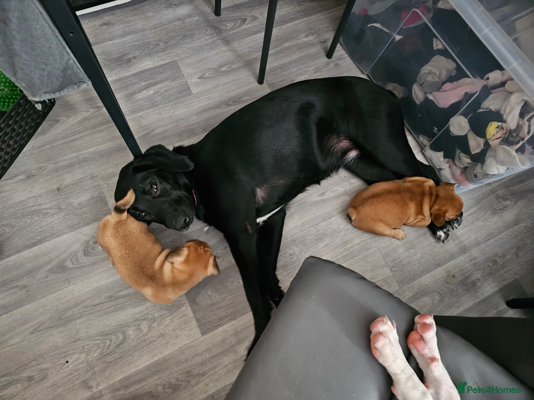 Labrador Retriever dogs for sale: Labrador female 10 months - Image 5