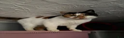 British Shorthair cats for sale: Calico girl for sale - Advert 4