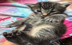 Persian cats for sale: ADORABLE FLUFFY LOVABLE PERSIAN KITTENS - Image 5