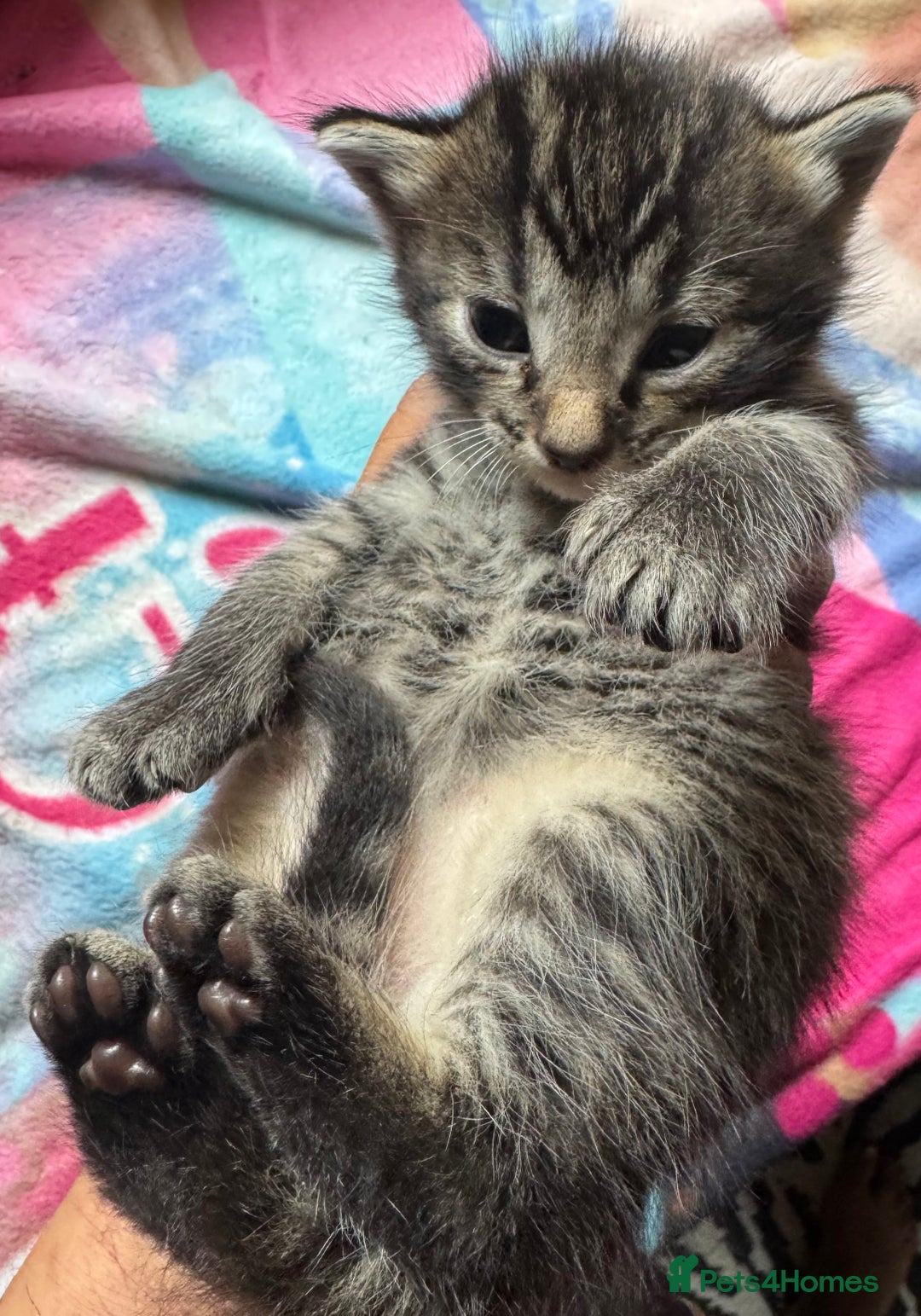 Persian cats for sale: ADORABLE FLUFFY LOVABLE PERSIAN KITTENS - Image 5