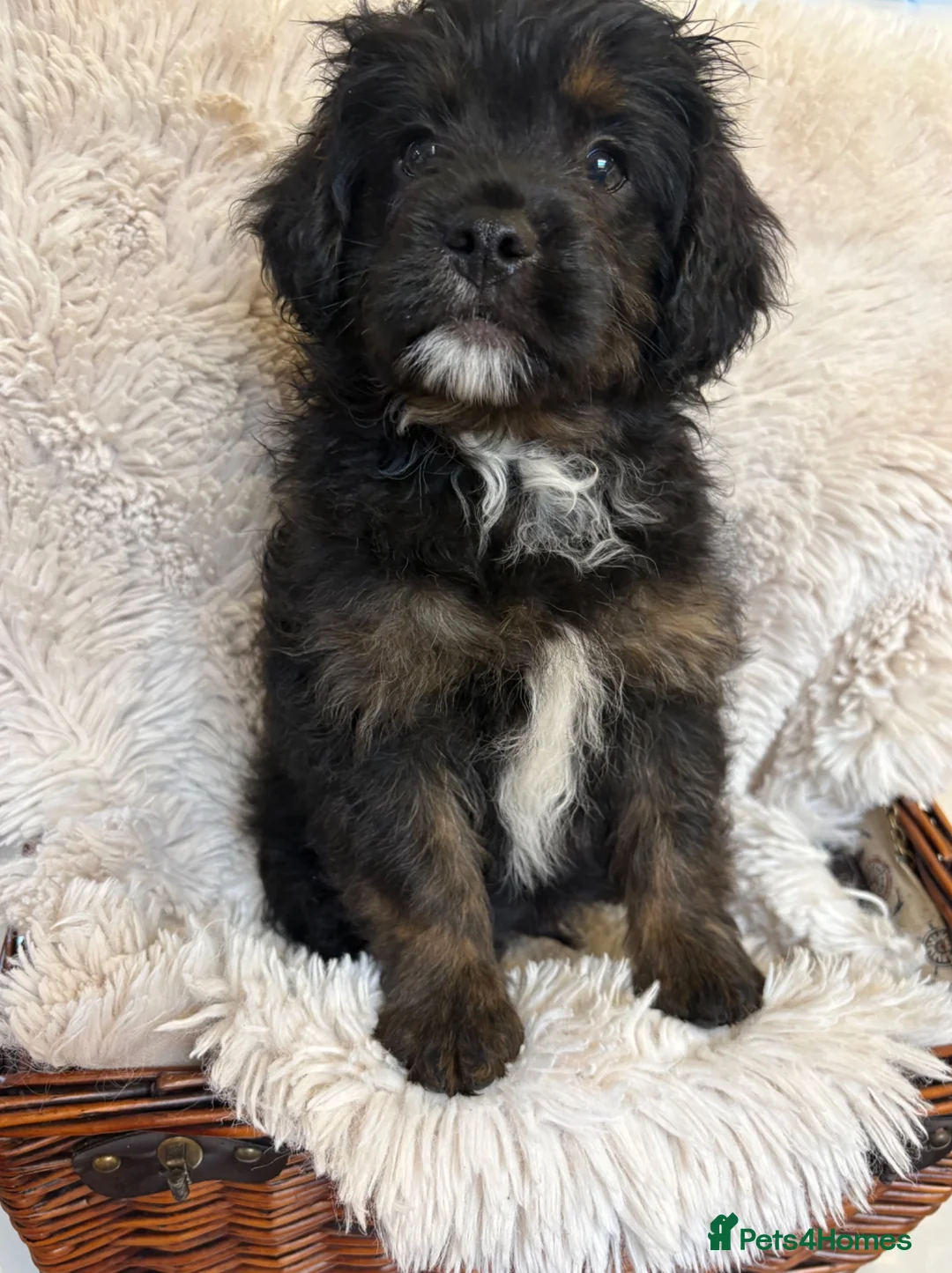 Mixed Breed dogs for sale: REDUCED LAST MALE FLUFFY FRENCHIE CROSS - Advert 1