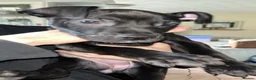 American Bull Staffy dogs for sale: American bull staff looking for forever new home! - Advert 8