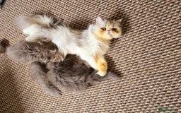 Persian cats for sale: Classic Blue Persian Tabby Ark Star blood line  - Image 4
