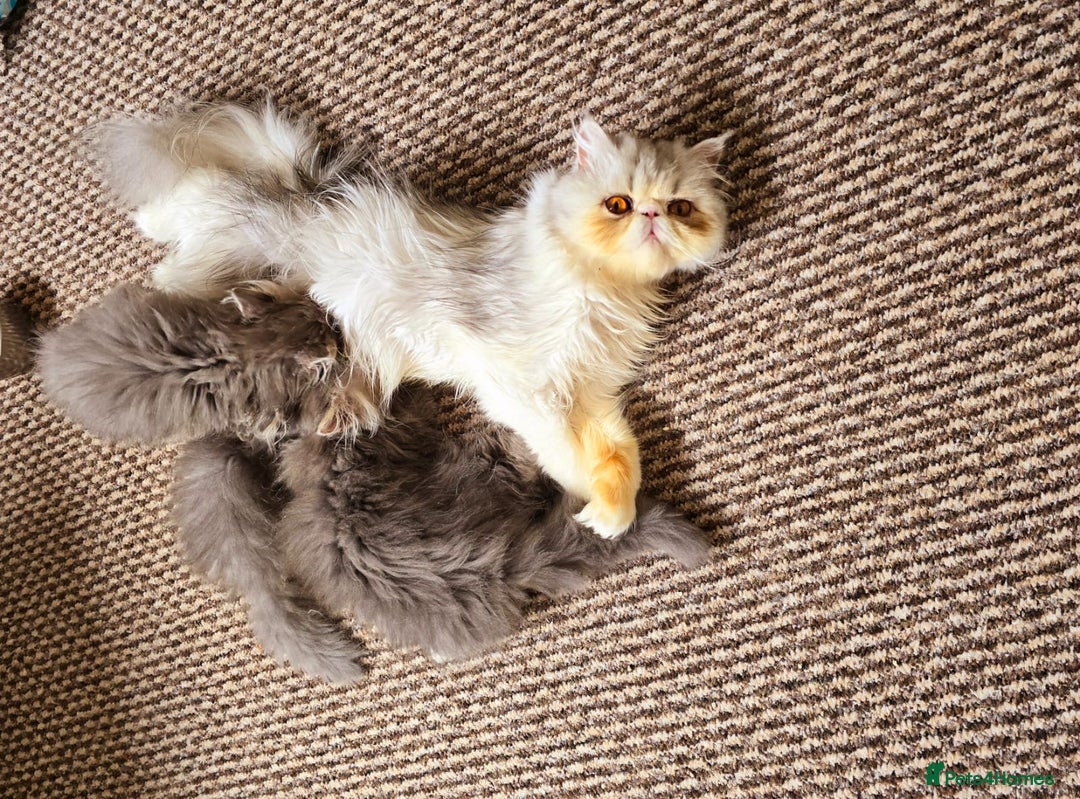 Persian cats for sale: Classic Blue Persian Tabby Ark Star blood line  - Image 4
