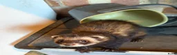 Ferret rodents for sale: European polecat x Kits - Advert 2
