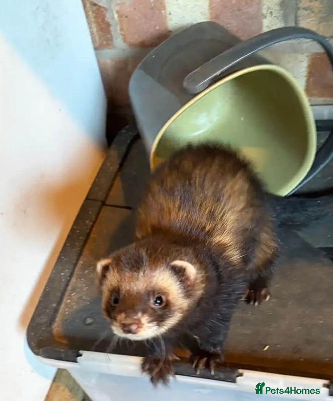 Ferret rodents for sale: European polecat x Kits - Advert 2