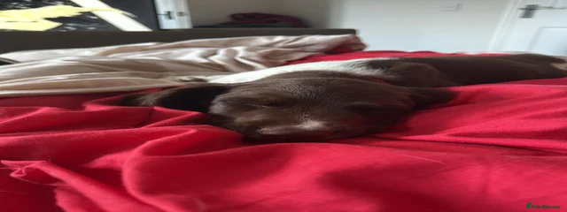 Splodj