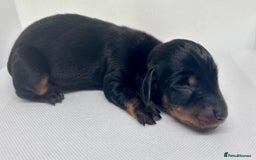 Miniature Dachshund dogs for sale: Miniature Dachshund - 1 Black and tan girl left - Image 3