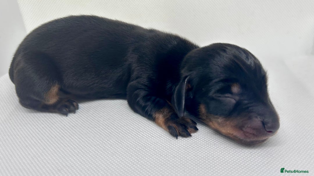 Miniature Dachshund dogs for sale: Miniature Dachshund - 1 Black and tan girl left - Image 3