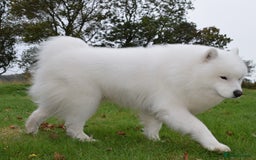 Samoyed dogs for stud: The Cutest Samoyed For Stud Kc Health Tested Champ - Image 8