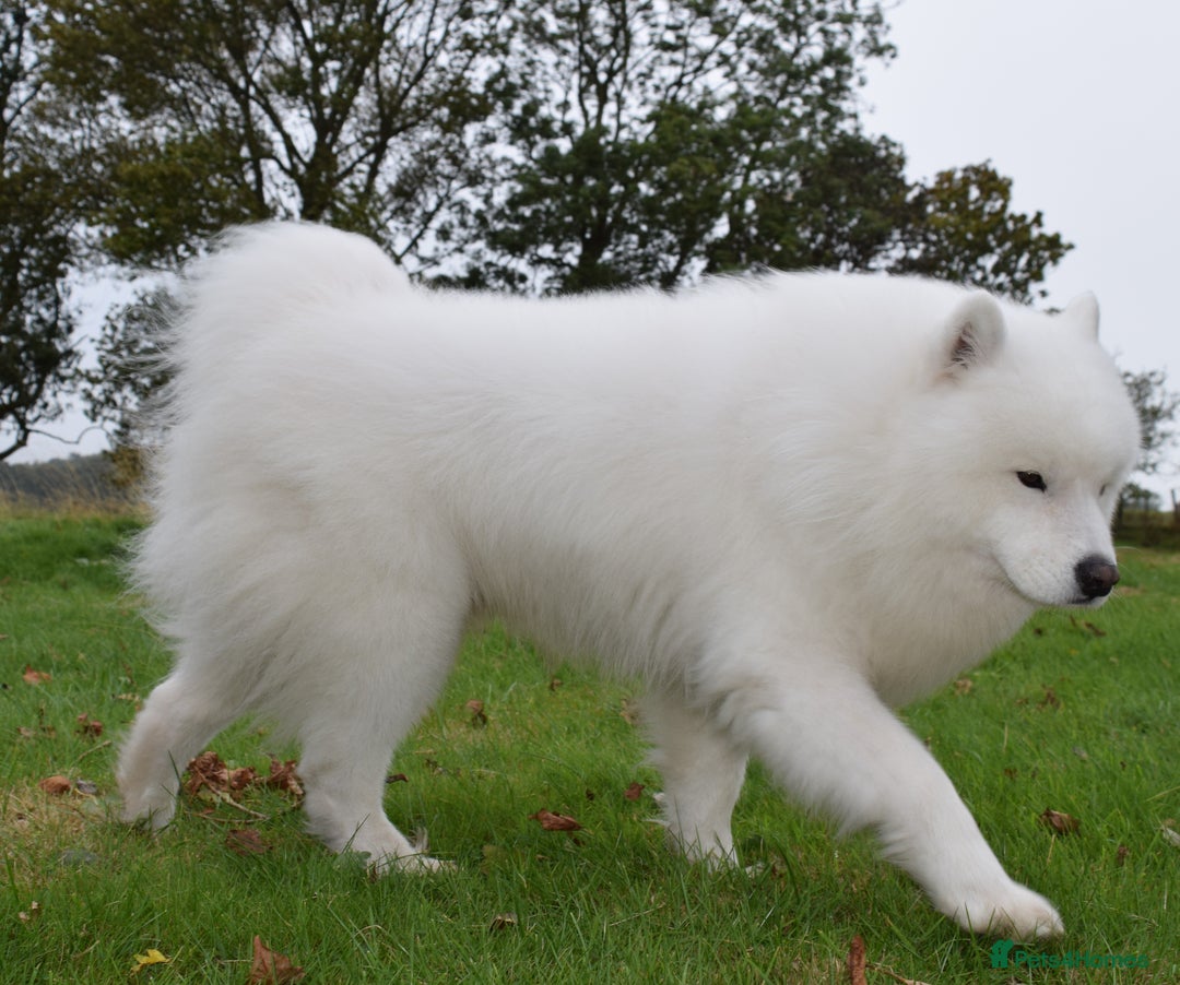 Samoyed dogs for stud: The Cutest Samoyed For Stud Kc Health Tested Champ - Image 8
