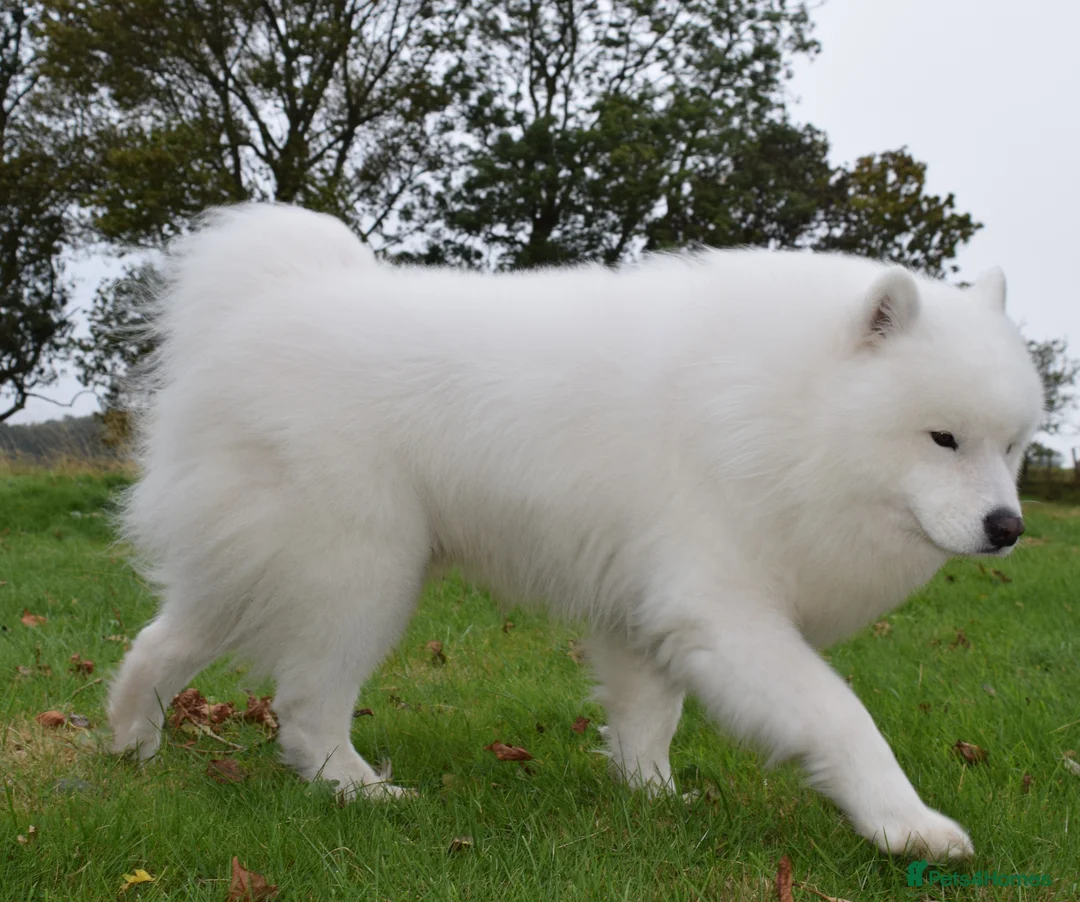 Samoyed dogs for stud: FULLY HEALTH TESTED KC Samoyed For Stud Champ Line - Advert 9