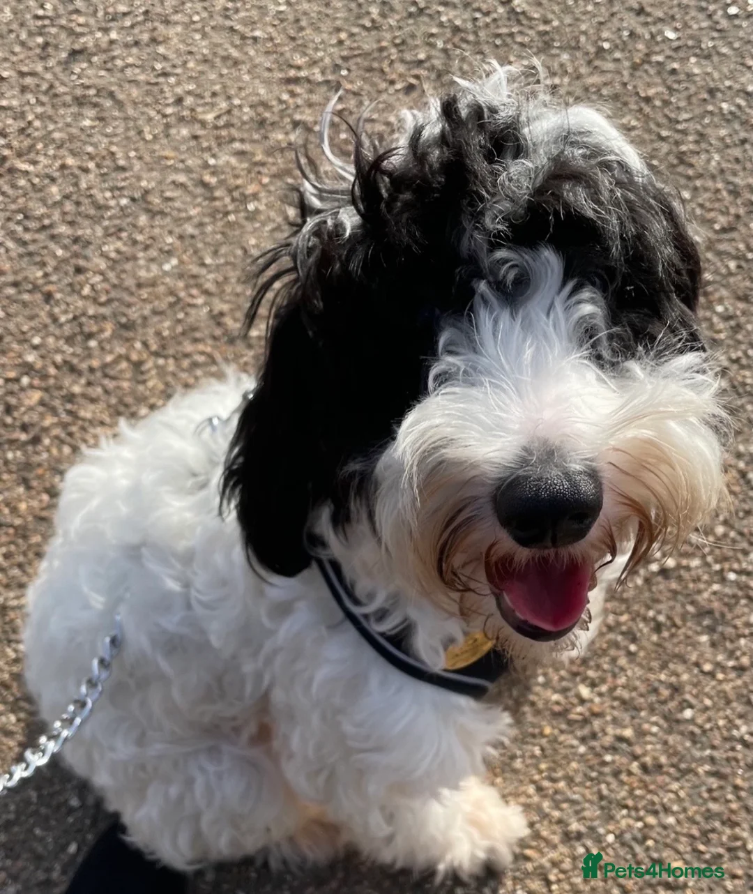 Cockapoo dogs for stud: Black and white partie cockapoo for stud in Maidstone - Advert 1