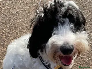 Cockapoo dogs Black and white partie cockapoo for stud - Advert 1