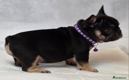 French Bulldog dogs for sale: TOP QUALITY KC REG FRENCHIES AVAILABLE  - Image 29