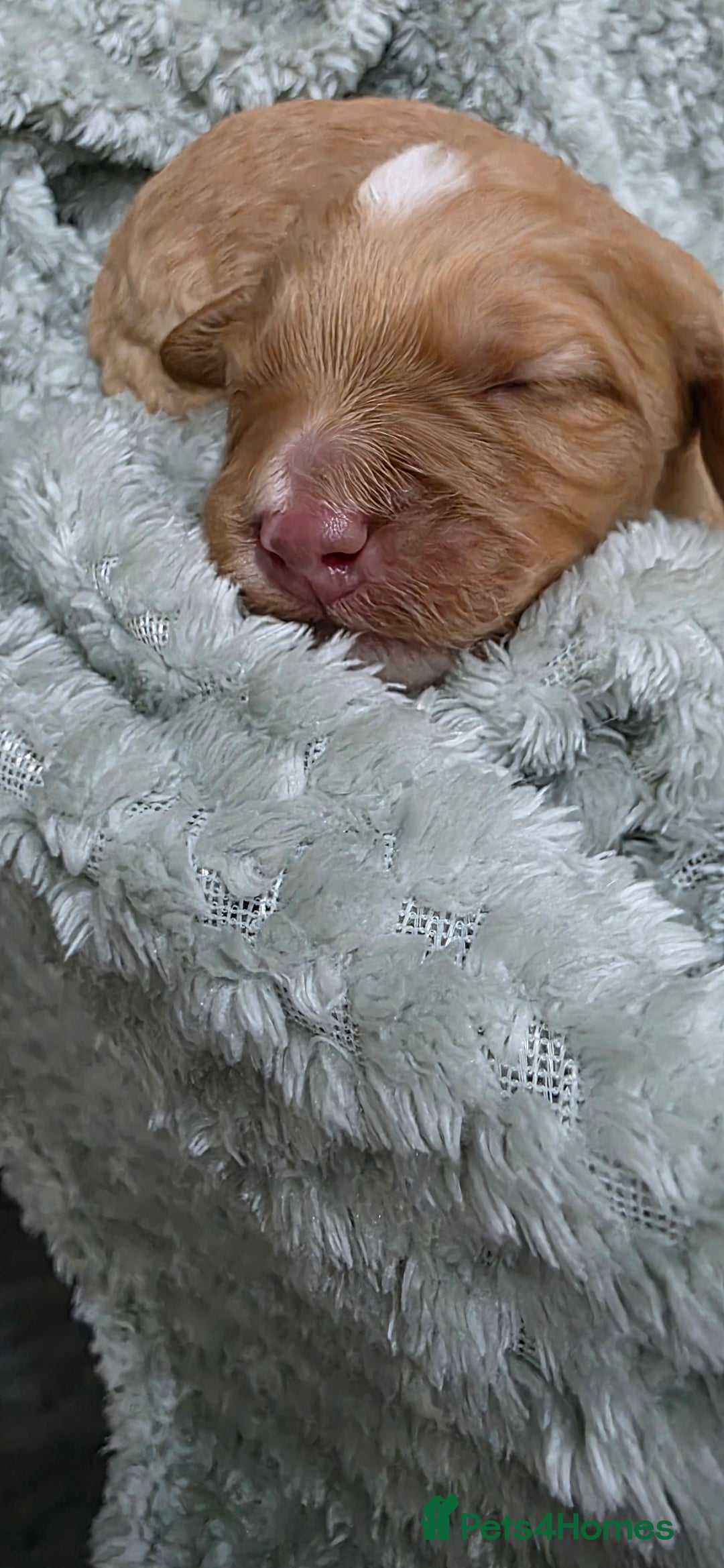 Cockapoo dogs for sale: Gorgous Cockerpoo Puppies - Image 12