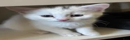 Turkish Van cats for sale: White kittens - Advert 5