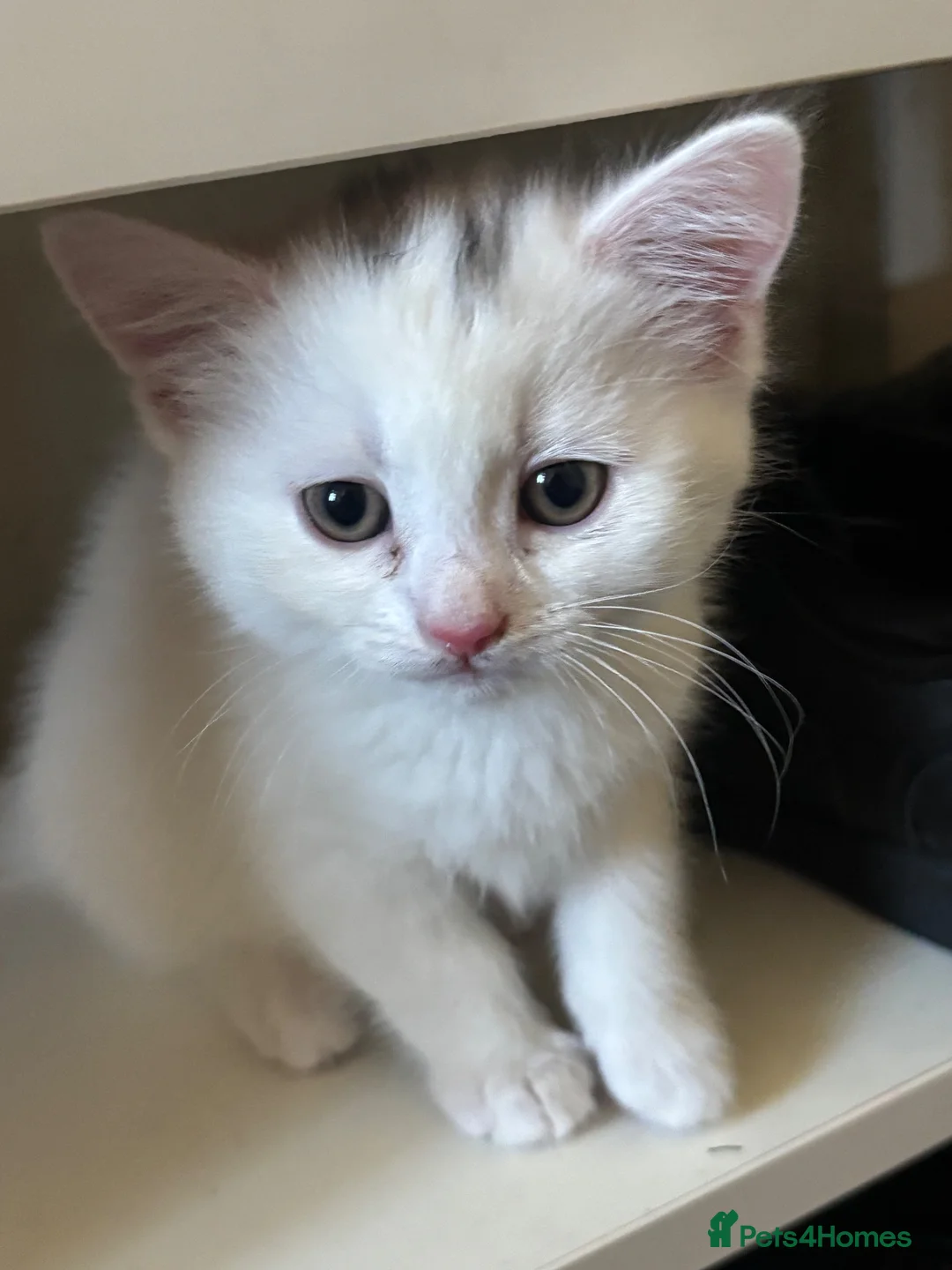 Turkish Van cats for sale: White kittens - Advert 5