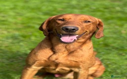 Labrador Retriever dogs for sale: Part-trained fox red Lab,FULLY HEALTH TEST PARENTS - Image 3