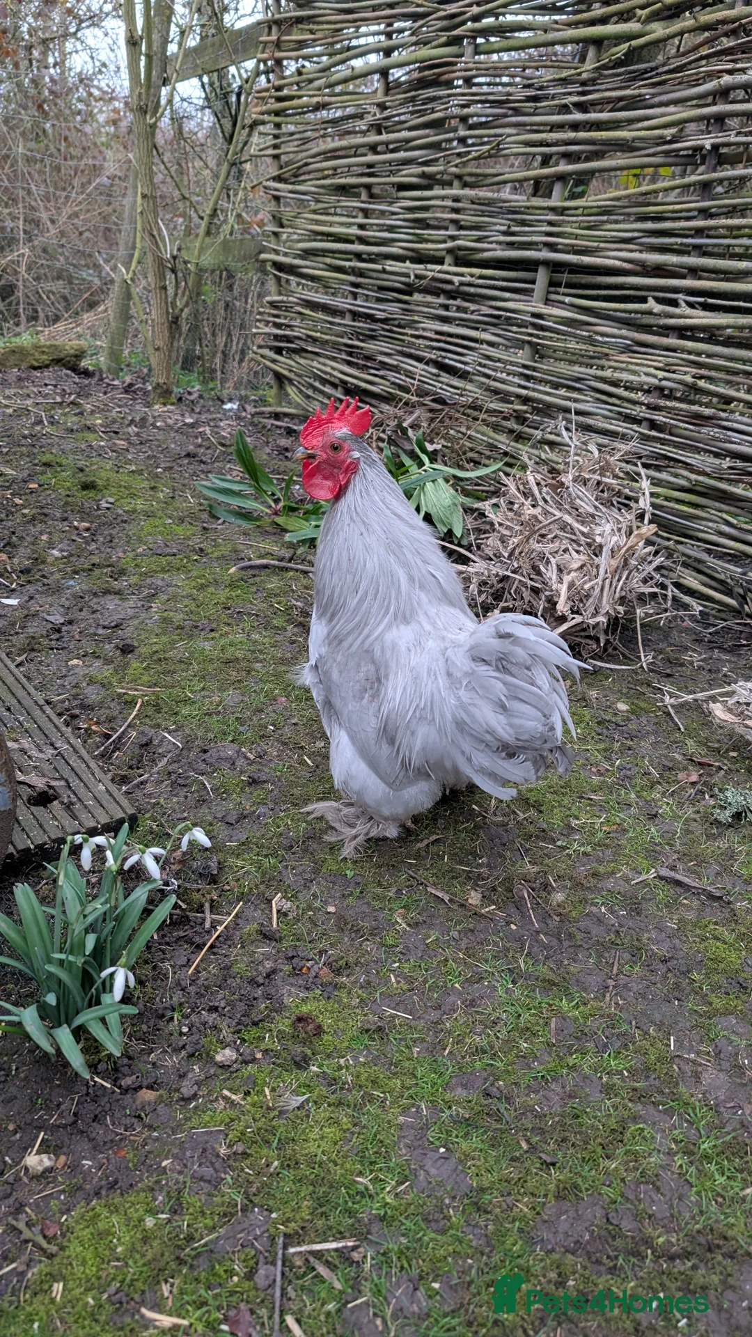 Chickens poultry for sale: Silkie Bantam Cockerels  - Advert 10