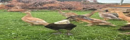 Ducks poultry for sale: Indian Runner Female Ducks, ducklings, turkeys - Advert 10