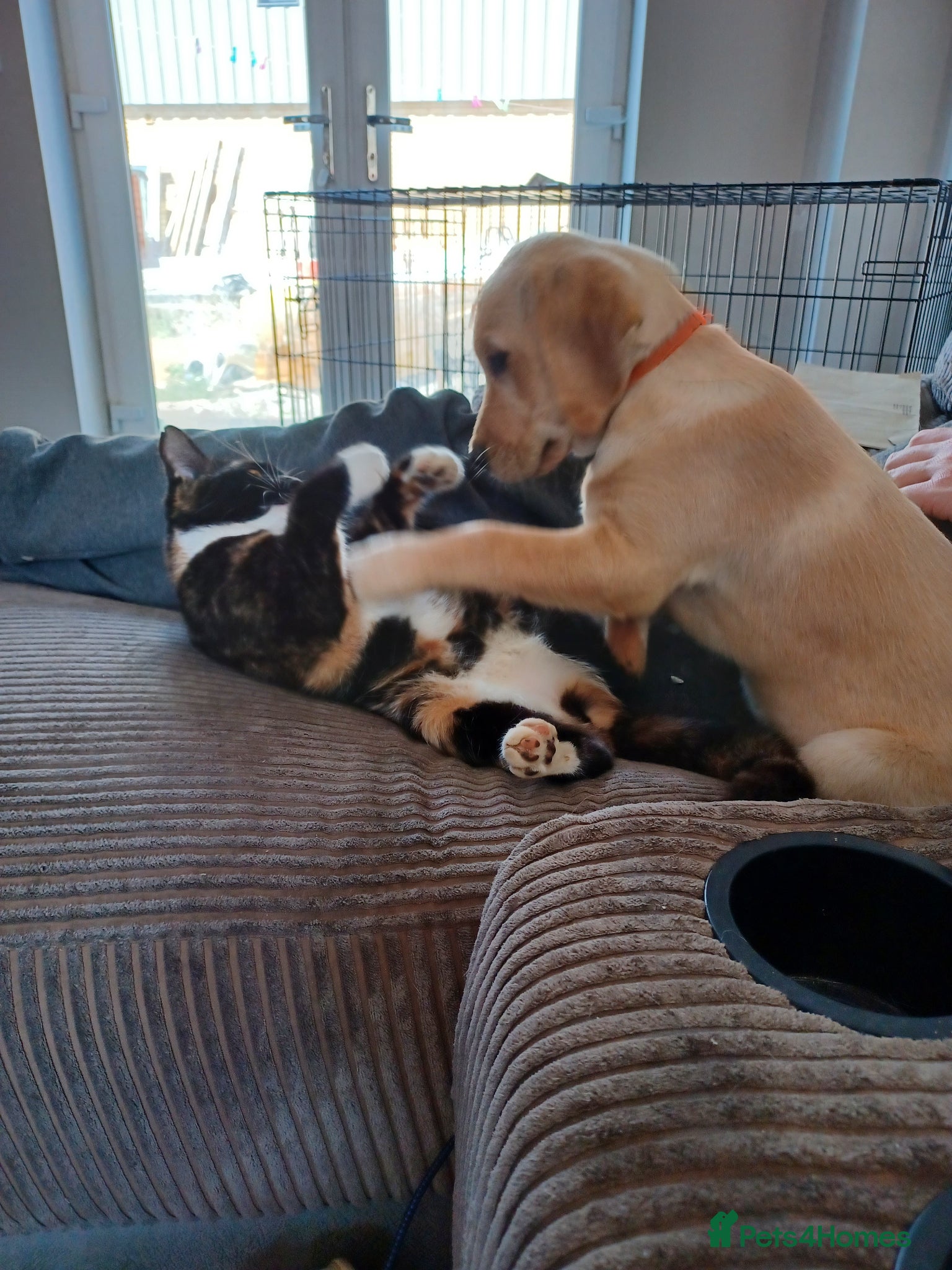 Labrador Retriever dogs for sale: Last golden girl looking for her forever home - Advert 12
