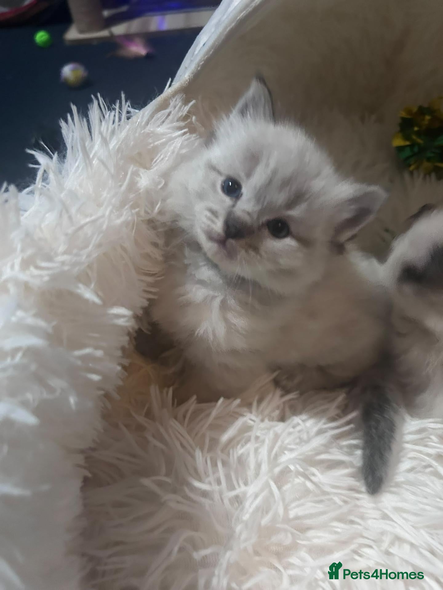Ragdoll cats for stud: Maximus | Handsome Lynx Point Ragdoll Stud - Advert 2