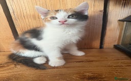 Mixed Breed cats for sale: Kittens ready to leave now - Advert 3