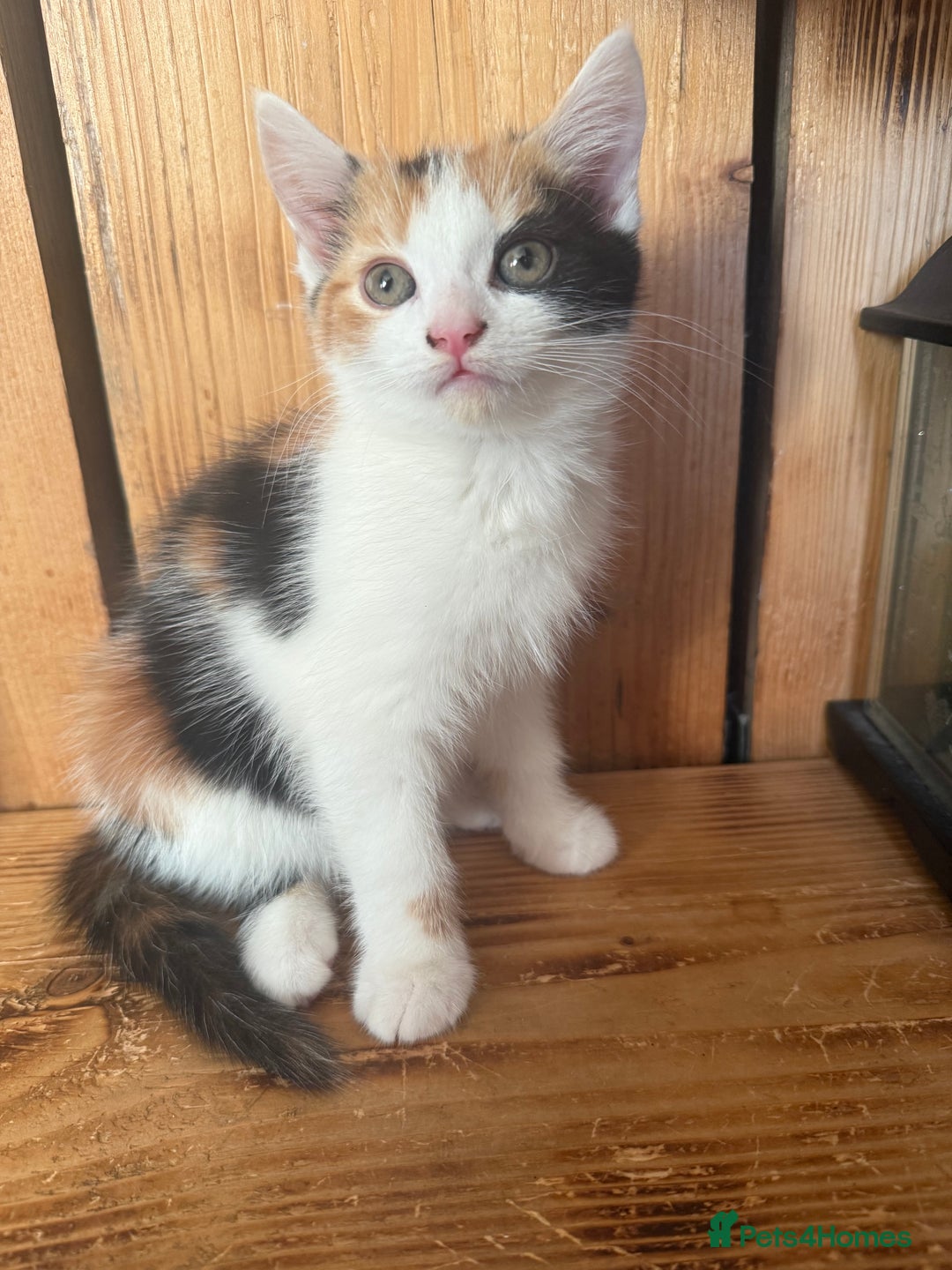 Mixed Breed cats for sale: Kittens ready to leave now - Advert 3