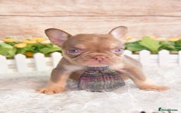 French Bulldog dogs for sale: Kc registered new shade french bulldogs - Image 18
