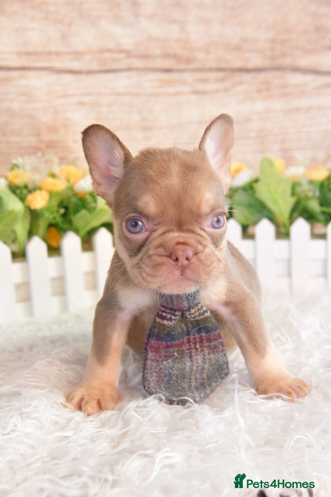 French Bulldog dogs for sale: Kc registered new shade french bulldogs - Image 18