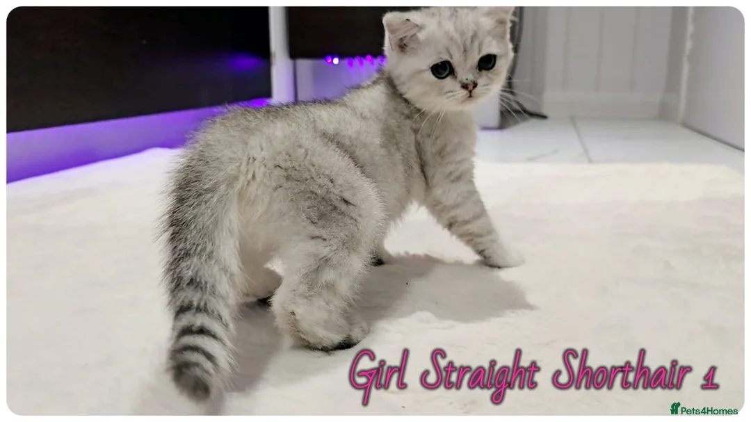 Scottish Fold cats for sale: Scottish Straight Girls kittens - Advert 1