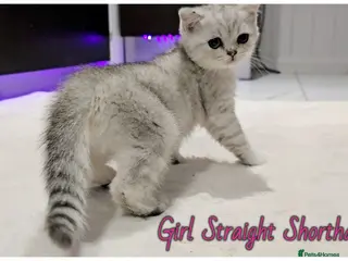Scottish Fold cats Scottish Straight Girls kittens - Advert 2