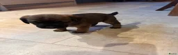 Border Terrier dogs for sale: Border terrier puppies in Lanark - Advert 4